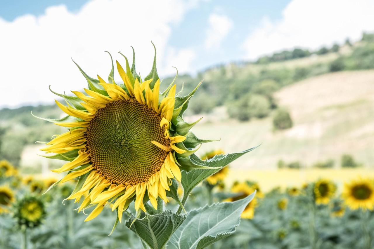 Agriturismo Goccia Di Luna أمبيرتيدي المظهر الخارجي الصورة